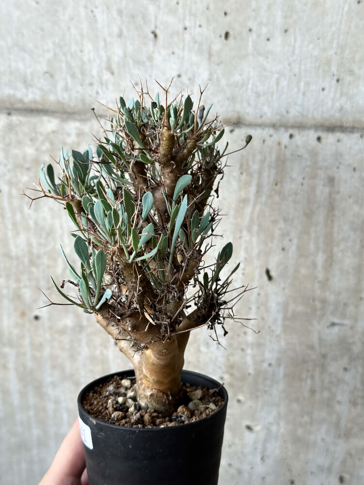 【現品限り】オトンナ・ユーフォルビオイデス【O41】 Othonna euphorbioides