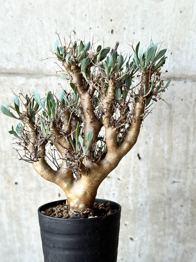 【現品限り】オトンナ・ユーフォルビオイデス【O41】 Othonna euphorbioides