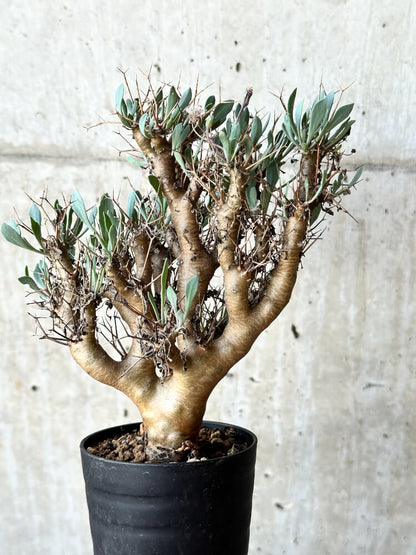 【現品限り】オトンナ・ユーフォルビオイデス【O41】 Othonna euphorbioides