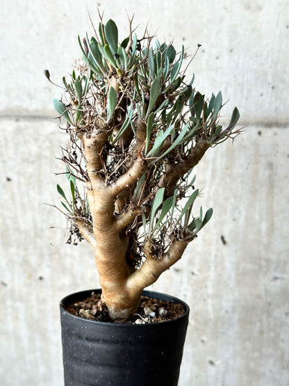 【現品限り】オトンナ・ユーフォルビオイデス【O41】 Othonna euphorbioides