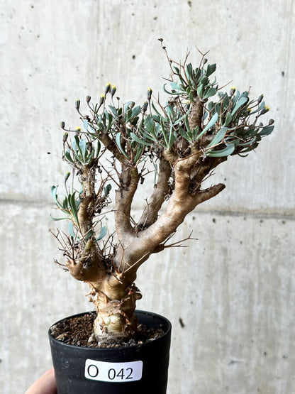 【現品限り】オトンナ・ユーフォルビオイデス【O42】 Othonna euphorbioides