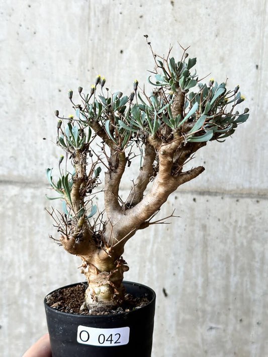 【現品限り】オトンナ・ユーフォルビオイデス【O42】 Othonna euphorbioides