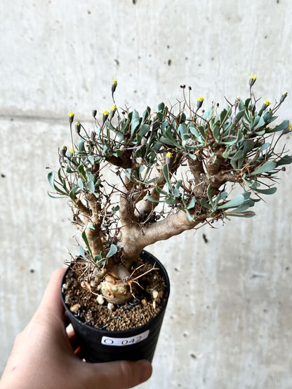 【現品限り】オトンナ・ユーフォルビオイデス【O42】 Othonna euphorbioides