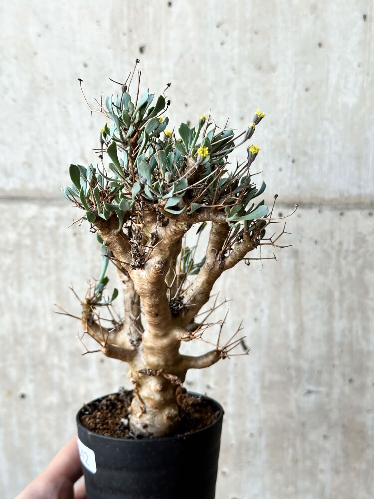 【現品限り】オトンナ・ユーフォルビオイデス【O42】 Othonna euphorbioides