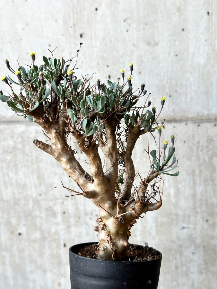 【現品限り】オトンナ・ユーフォルビオイデス【O42】 Othonna euphorbioides