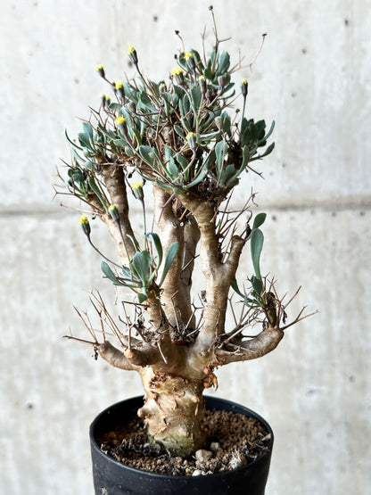【現品限り】オトンナ・ユーフォルビオイデス【O42】 Othonna euphorbioides