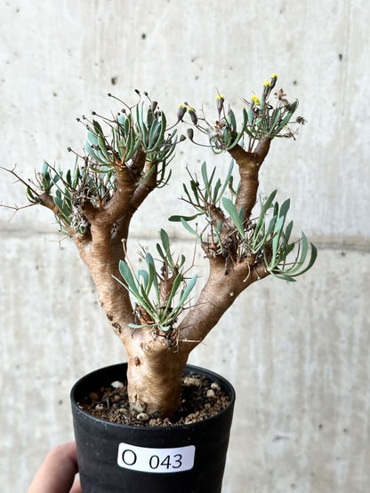 【現品限り】オトンナ・ユーフォルビオイデス【O43】 Othonna euphorbioides