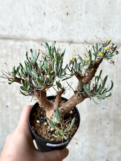 【現品限り】オトンナ・ユーフォルビオイデス【O43】 Othonna euphorbioides