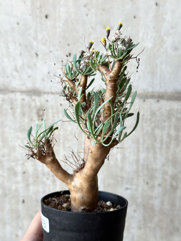 【現品限り】オトンナ・ユーフォルビオイデス【O43】 Othonna euphorbioides