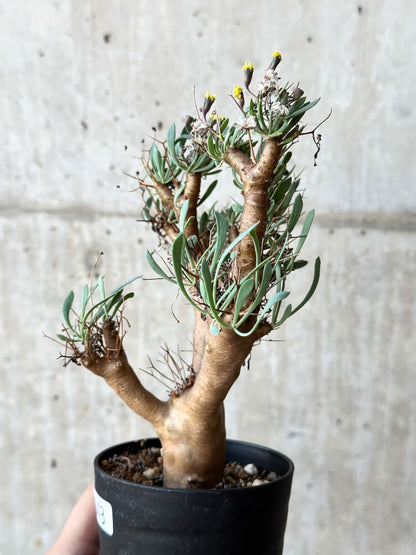 【現品限り】オトンナ・ユーフォルビオイデス【O43】 Othonna euphorbioides