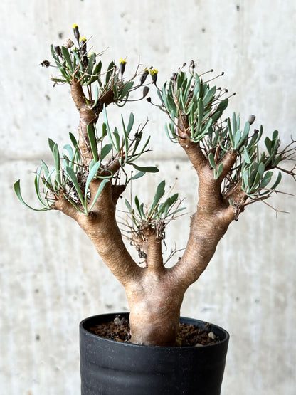 【現品限り】オトンナ・ユーフォルビオイデス【O43】 Othonna euphorbioides