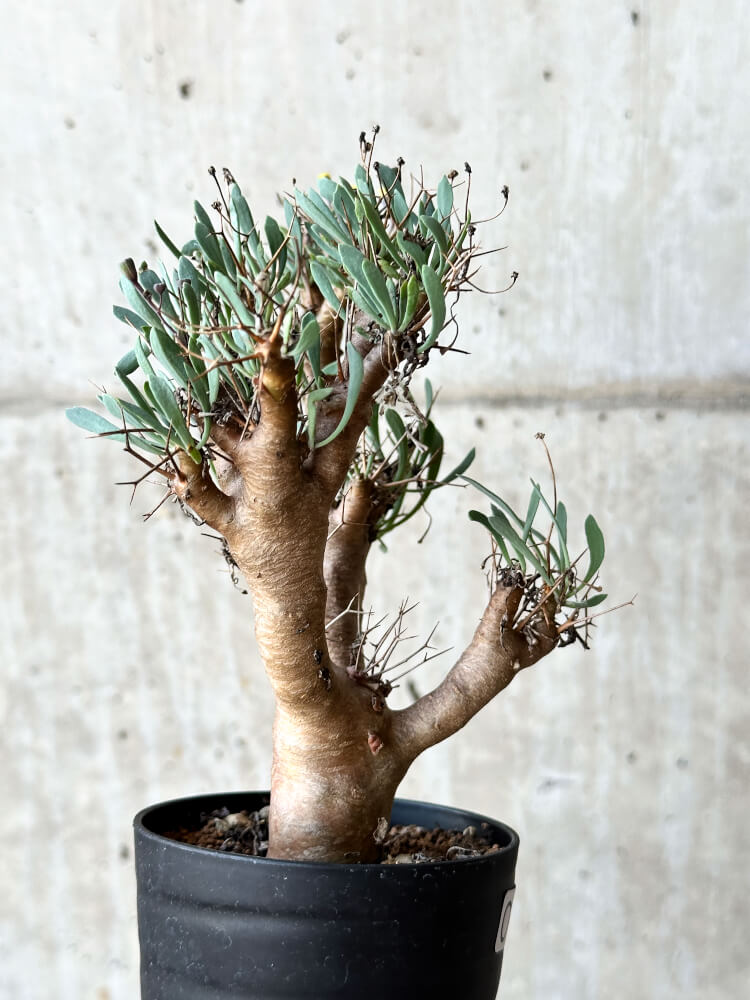 【現品限り】オトンナ・ユーフォルビオイデス【O43】 Othonna euphorbioides