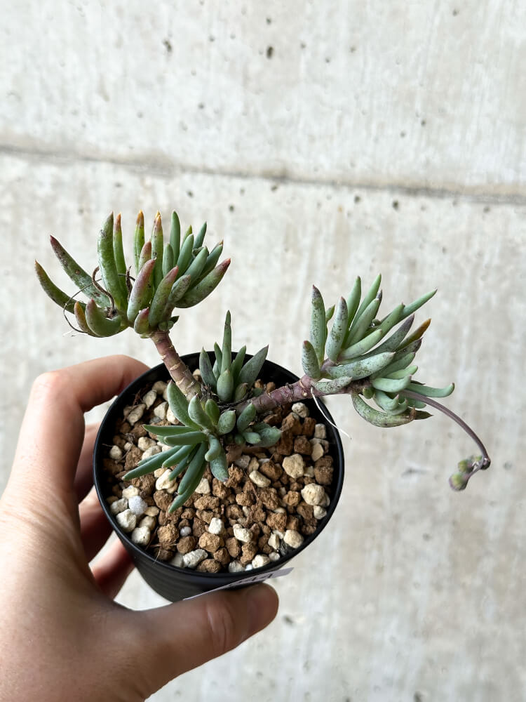 【現品限り】オトンナ・カルノーサ【O44】 Othonna carnosa
