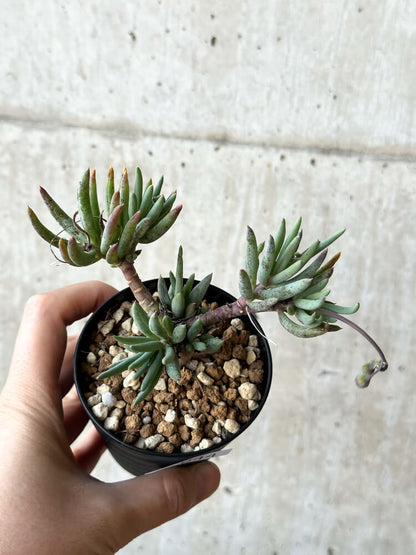 【現品限り】オトンナ・カルノーサ【O44】 Othonna carnosa