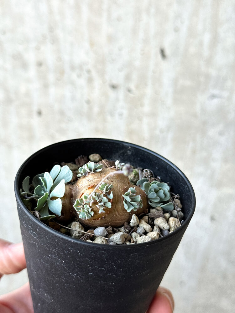 現品限り】オトンナ・カカリオイデス【O45】 Othonna cacalioides 塊根