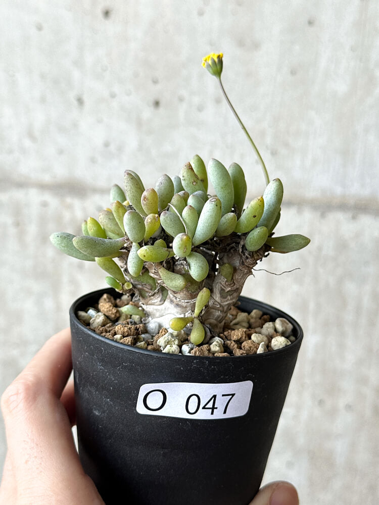 【現品限り】オトンナ・クラビフォリア【O47】 Othonna clavifolia