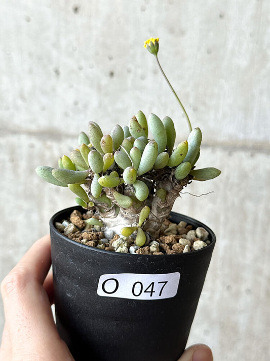 【現品限り】オトンナ・クラビフォリア【O47】 Othonna clavifolia