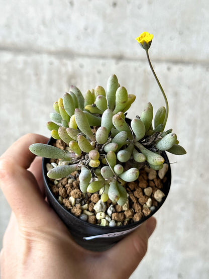 【現品限り】オトンナ・クラビフォリア【O47】 Othonna clavifolia