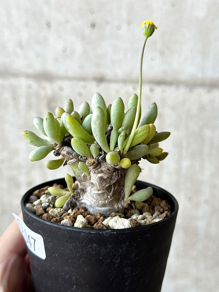 【現品限り】オトンナ・クラビフォリア【O47】 Othonna clavifolia