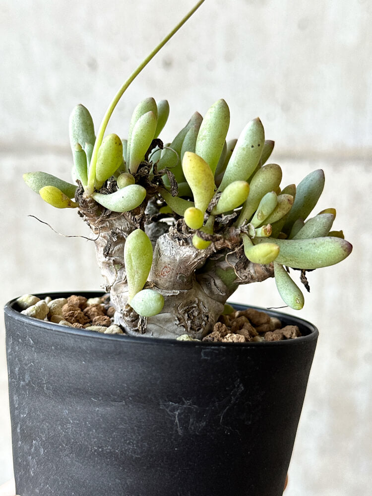 【現品限り】オトンナ・クラビフォリア【O47】 Othonna clavifolia