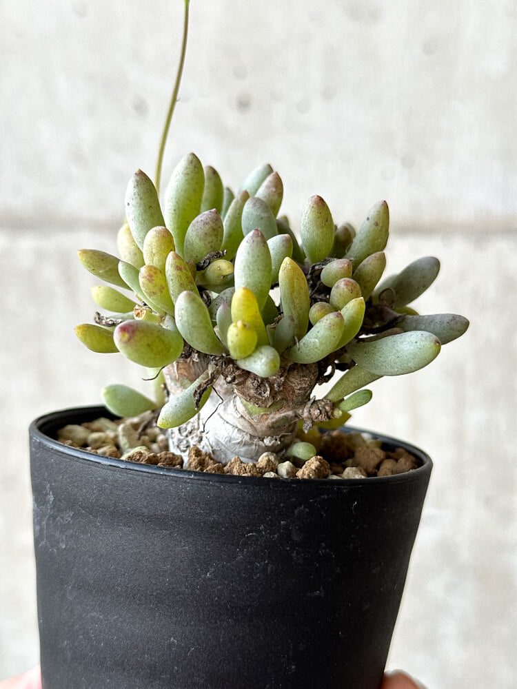 【現品限り】オトンナ・クラビフォリア【O47】 Othonna clavifolia