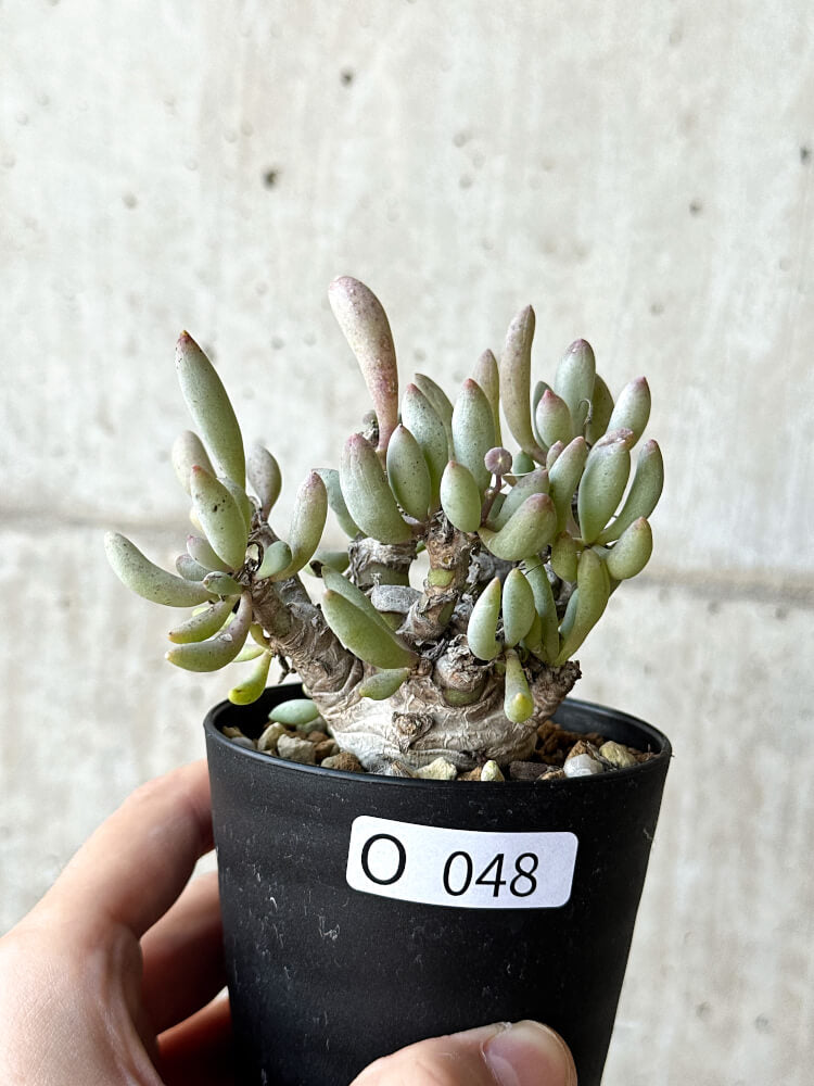 【現品限り】オトンナ・クラビフォリア【O48】 Othonna clavifolia