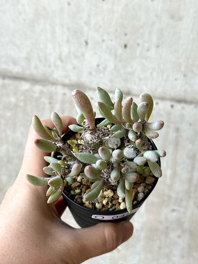 【現品限り】オトンナ・クラビフォリア【O48】 Othonna clavifolia
