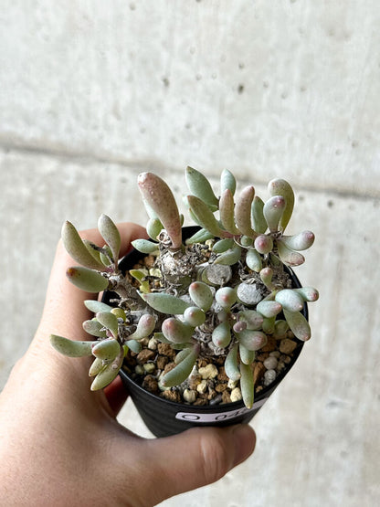 【現品限り】オトンナ・クラビフォリア【O48】 Othonna clavifolia