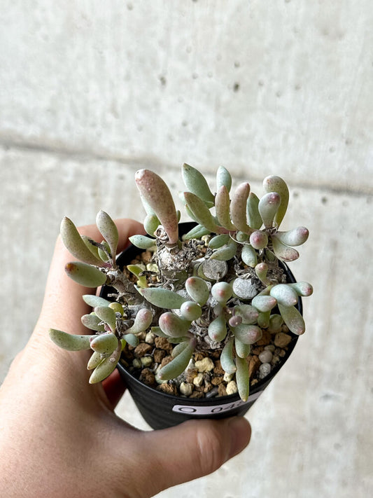 【現品限り】オトンナ・クラビフォリア【O48】 Othonna clavifolia