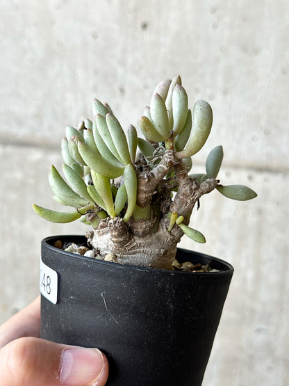 【現品限り】オトンナ・クラビフォリア【O48】 Othonna clavifolia