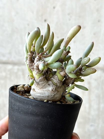 【現品限り】オトンナ・クラビフォリア【O48】 Othonna clavifolia