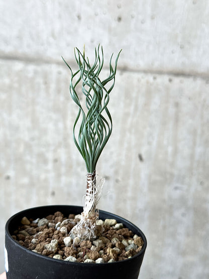 【現品限り】ゲチリス・ブリッテニアナ【O49】 Gethyllis britteniana