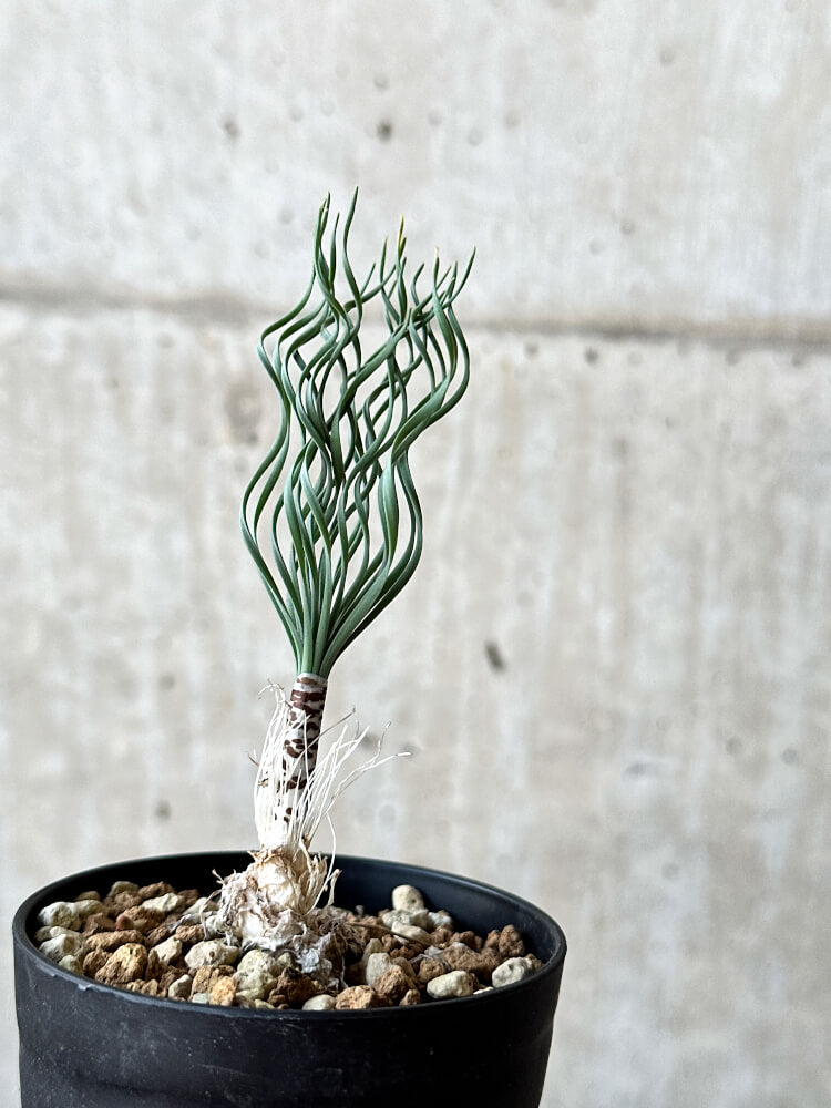 【現品限り】ゲチリス・ブリッテニアナ【O49】 Gethyllis britteniana