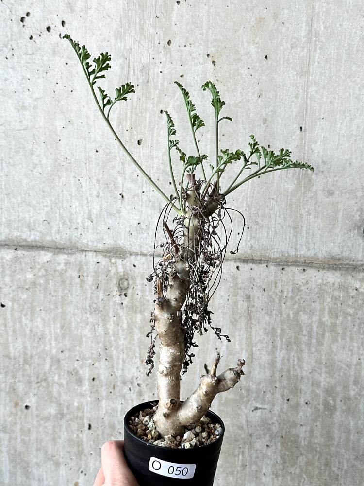 【現品限り】ペラルゴニウム・クリズミフォリウム 挿し木 発根済み【O50】 Pelargonium crithmifolium