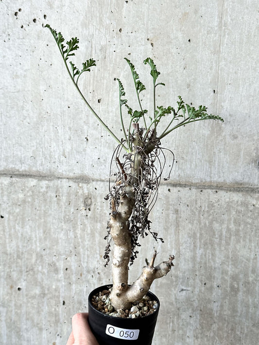 【現品限り】ペラルゴニウム・クリズミフォリウム 挿し木 発根済み【O50】 Pelargonium crithmifolium