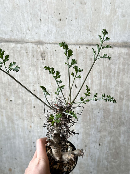 【現品限り】ペラルゴニウム・クリズミフォリウム 挿し木 発根済み【O50】 Pelargonium crithmifolium