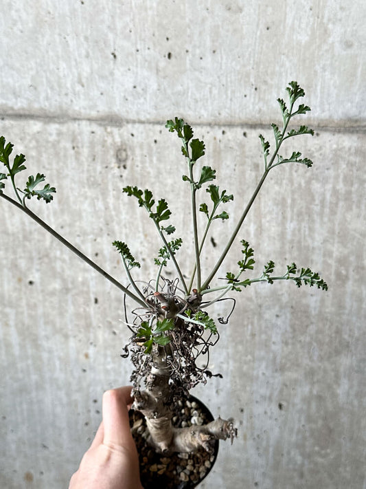 【現品限り】ペラルゴニウム・クリズミフォリウム 挿し木 発根済み【O50】 Pelargonium crithmifolium