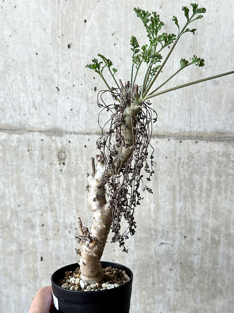 【現品限り】ペラルゴニウム・クリズミフォリウム 挿し木 発根済み【O50】 Pelargonium crithmifolium