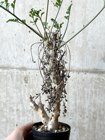 【現品限り】ペラルゴニウム・クリズミフォリウム 挿し木 発根済み【O50】 Pelargonium crithmifolium