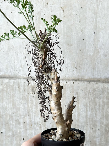 【現品限り】ペラルゴニウム・クリズミフォリウム 挿し木 発根済み【O50】 Pelargonium crithmifolium
