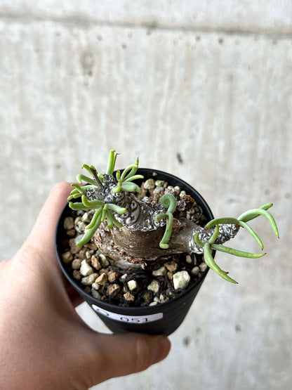 【現品限り】チレコドン・ペアルソニー 長期管理株【O51】 Tylecodon pearsonii