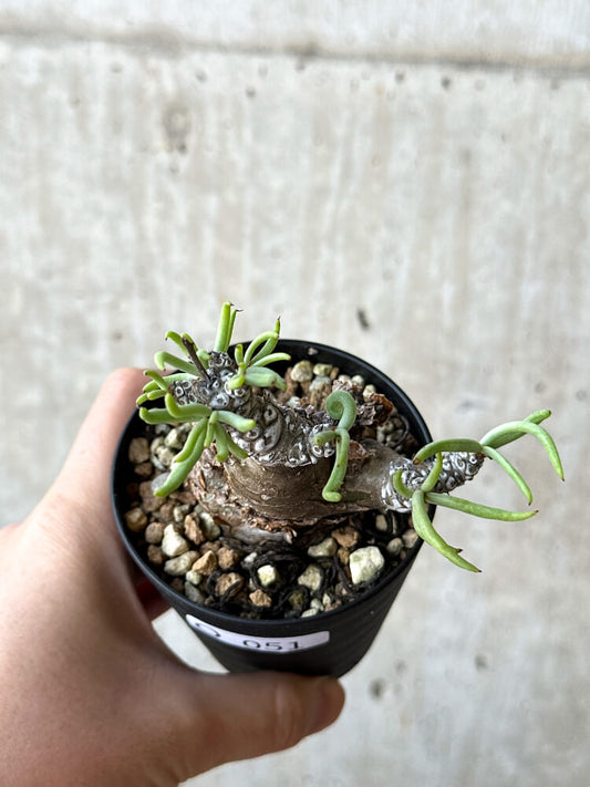 【現品限り】チレコドン・ペアルソニー 長期管理株【O51】 Tylecodon pearsonii