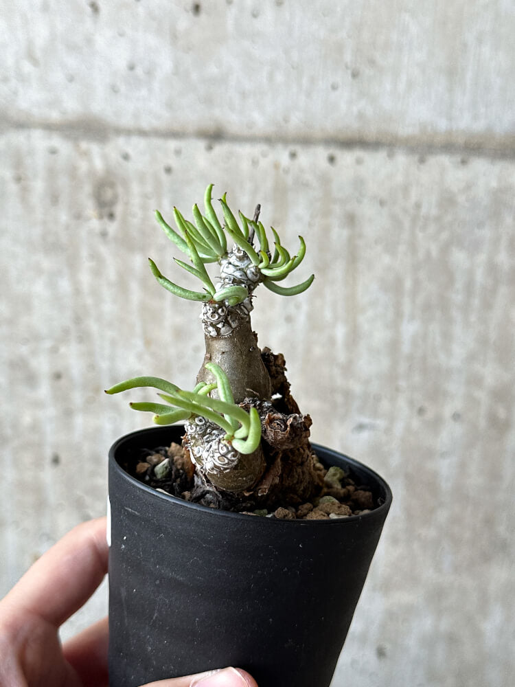 【現品限り】チレコドン・ペアルソニー 長期管理株【O51】 Tylecodon pearsonii