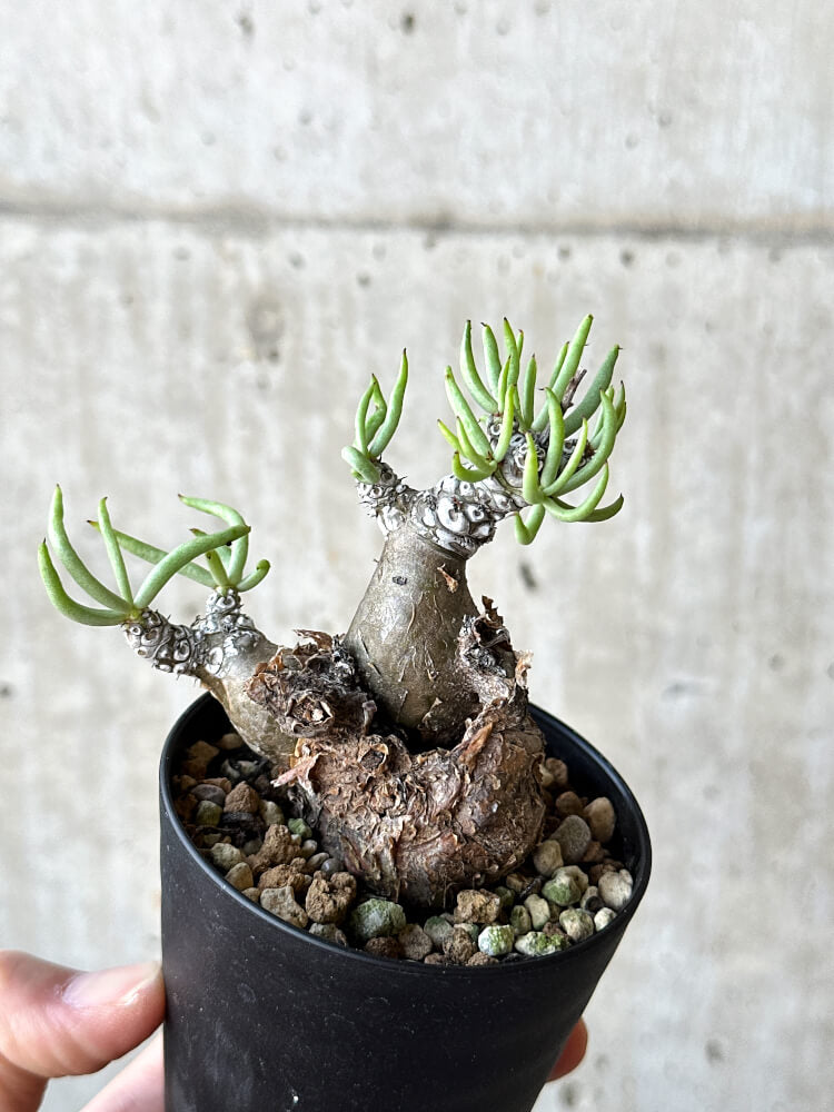 【現品限り】チレコドン・ペアルソニー 長期管理株【O51】 Tylecodon pearsonii