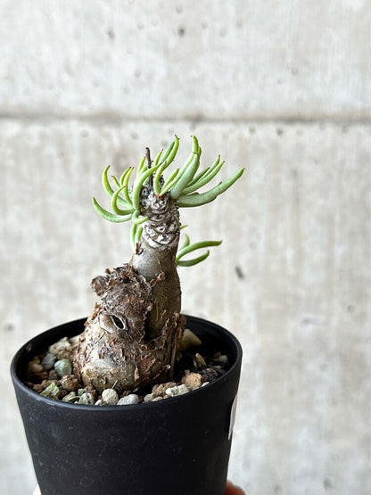 【現品限り】チレコドン・ペアルソニー 長期管理株【O51】 Tylecodon pearsonii