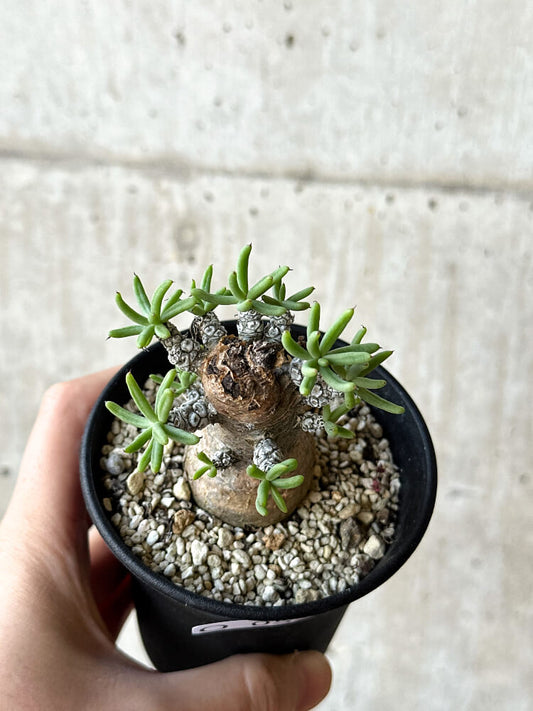 【現品限り】チレコドン・ペアルソニー 長期管理株【O52】 Tylecodon pearsonii