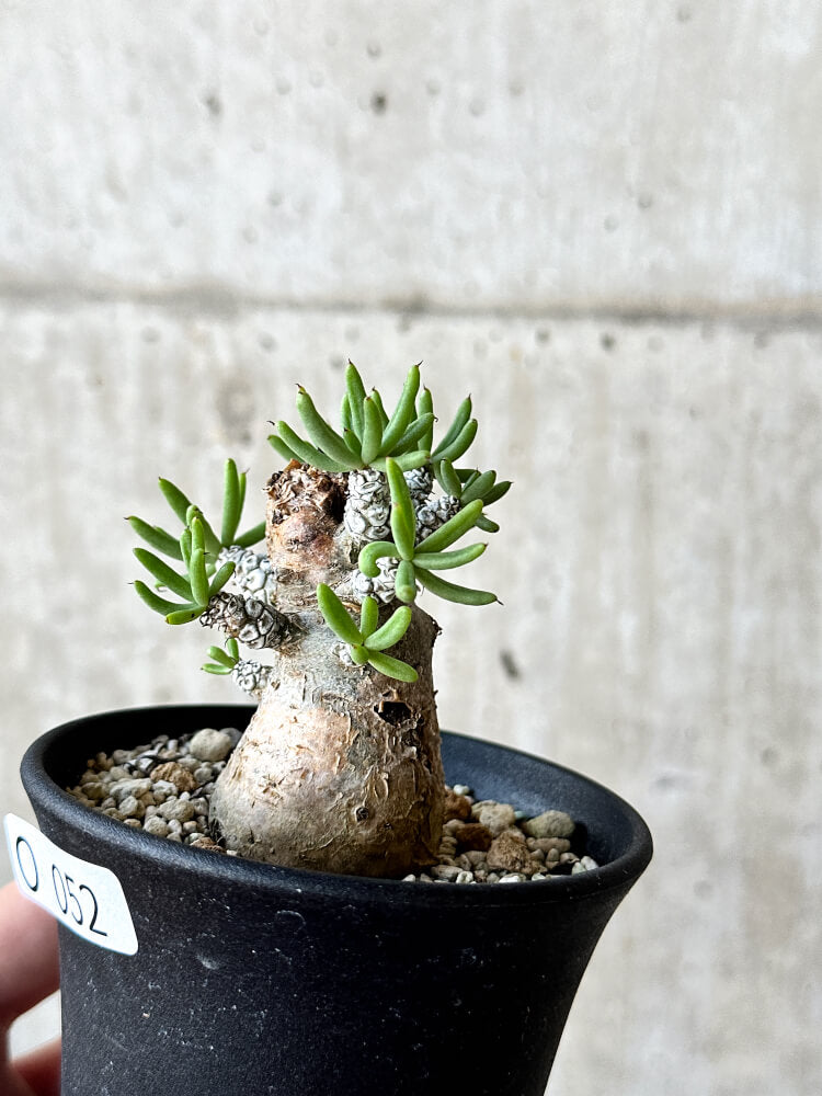 【現品限り】チレコドン・ペアルソニー 長期管理株【O52】 Tylecodon pearsonii