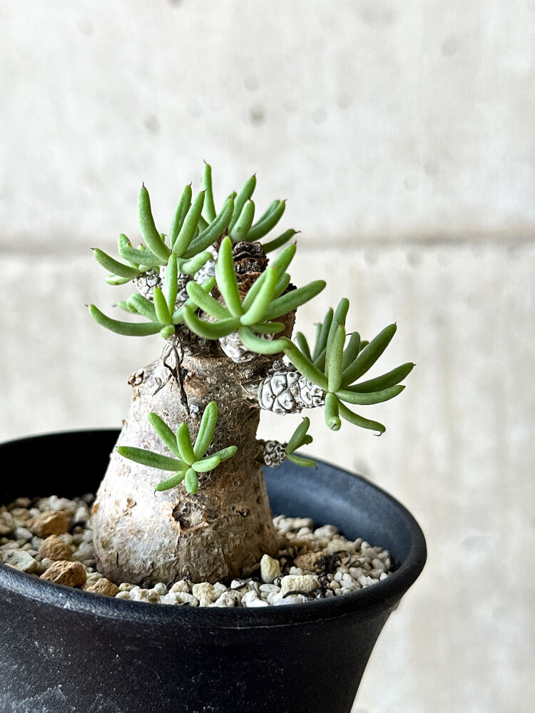 【現品限り】チレコドン・ペアルソニー 長期管理株【O52】 Tylecodon pearsonii