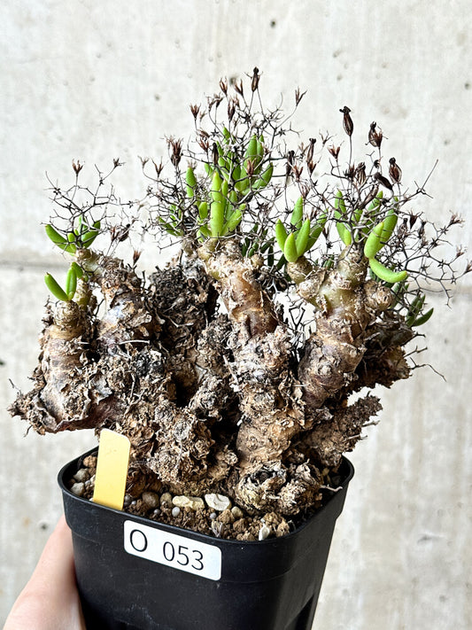 【現品限り】チレコドン・レティキュラータス 万物想【O53】 Tylecodon reticulatus