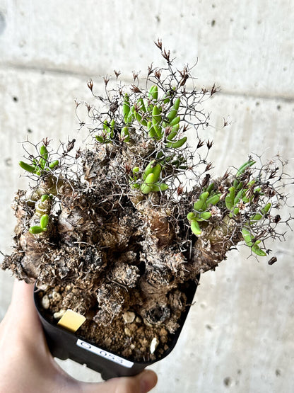 【現品限り】チレコドン・レティキュラータス 万物想【O53】 Tylecodon reticulatus